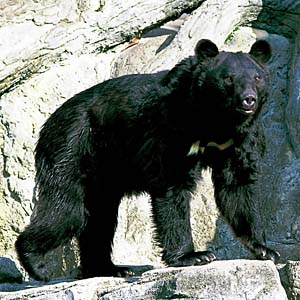 �c�L�m���O�}