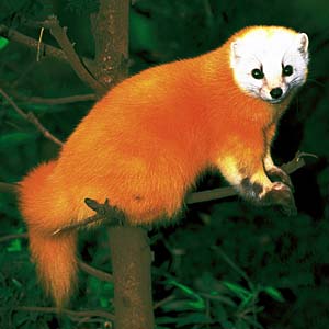 �z���h�e��