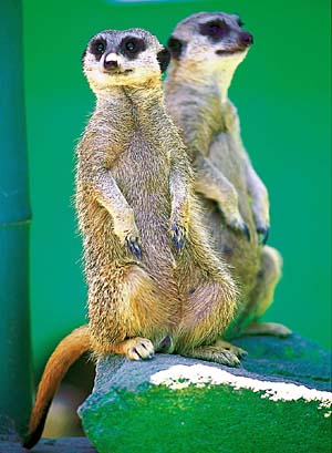 �~�[�A�L���b�g