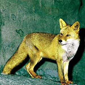 �A�J�M�c�l