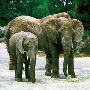 �A�t���J�]�E