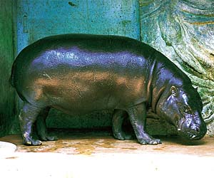 �R�r�g�J�o