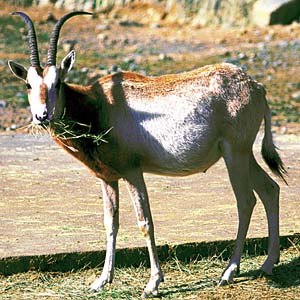 �V���I���b�N�X