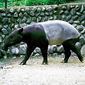 �}���[�o�N