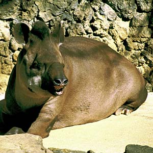 �`���E�x�C�o�N