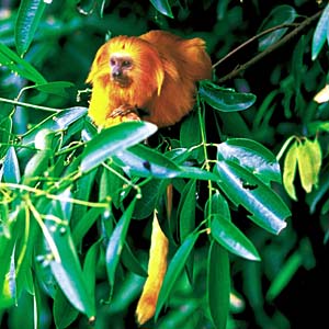 �S�[���f�����C�I���^�}����