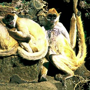 �A�J�N���U��