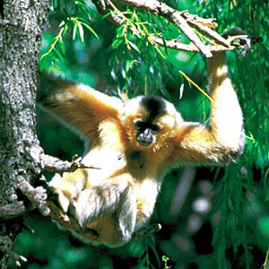 �V���e�i�K�U��