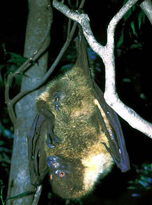 �N�r���I�I�R�E����