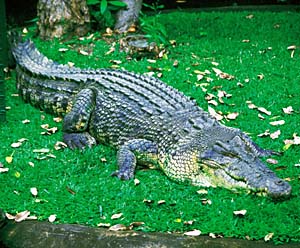 �C���G���j