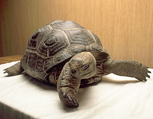 �A���_�u���]�E�K��