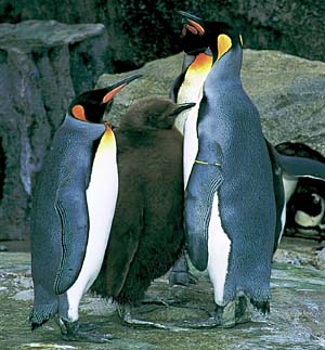 �I�E�T�}�y���M��