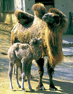 �t�^�R�u���N�_