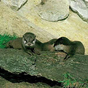 �R�c���J���E�\