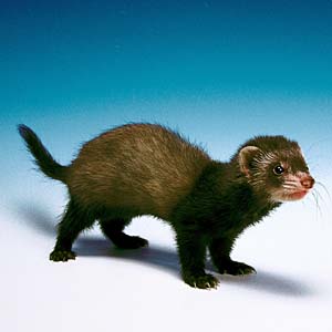 �t�F���b�g