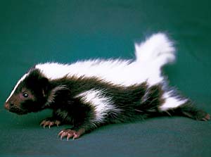 �V�}�X�J���N