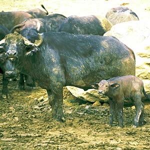 �A�t���J�X�C�M���E