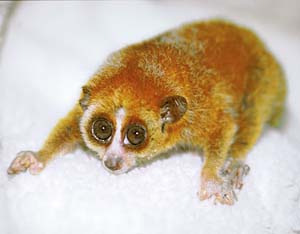 �X���[�����X