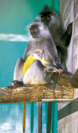 �V���o�[���g��