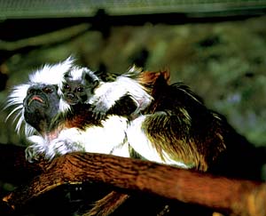 ���^�{�E�V�^�}����