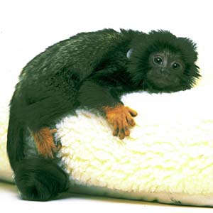 �A�J�e�^�}����