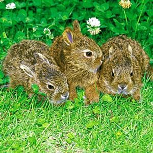 �g�E�z�N�m�E�T�M