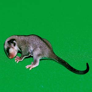 �t�N���������K