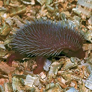 �s�O�~�[�n���l�Y�~