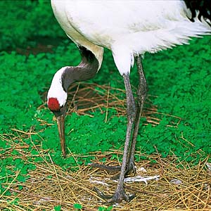 �^���`���E