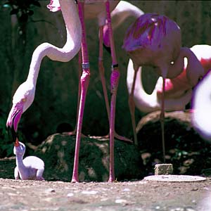 �t���~���S